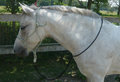 'Perfekt' leadrope